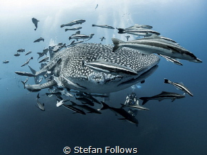Scarface

Whale Shark - Rhincodon typus

Sail Rock, T... by Stefan Follows 